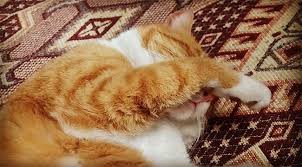 Yavru kedilere karma aşı yapılır mı? Dijital Dunyada Evcil Hayvanlari Korumak Icin Neler Yapabiliriz Www Mahalligundem Com Haber Portali