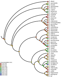 Image result for Eragrostis patentipilosa