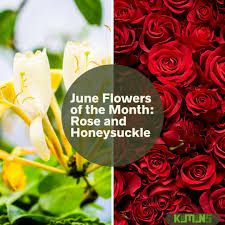 Flowers that symbolize love and family. Kumanstek On Twitter Did You Know Rose And Honeysuckle Are The Official Flowers Of June While Roses Are Known To Symbolize Various Meanings Depending On The Color Both Flowers Represent Everlasting Love