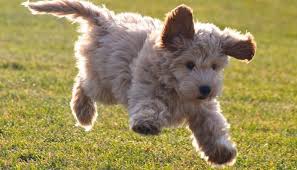 Check spelling or type a new query. Teach Your Dog To Come When Called By Andrea Arden Linkedin