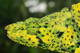 Image result for Neoboutonia melleri