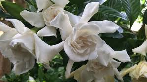 Silica gel sand for drying flowers bunnings. Drying Flowers In Sand Finegardening