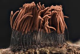 Image result for Stemonitis splendens