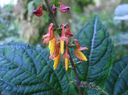 Image result for Coleus cylindraceus