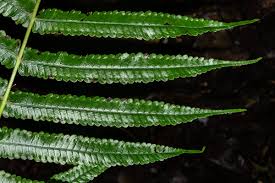 Image result for Pneumatopteris unita