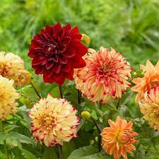 Meet Some Plants That Steal The Spotlight With Their Larger Than Life Flowers Dahlias Garden Flower Garden Herb Garden In Kitchen