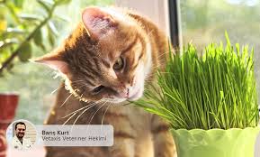 Kedi Ve Kopekler Neden Ot Yer Axis Veteriner Poliklinigi