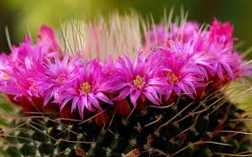 Pas d'épine, une bonne chose pour mes petites lophophora est dans la liste des substances classées comme stupéfiants, et la détention, la culture ou la vente du peyotl ou peyote, sont interdites en. L Arrosage De Vos Cactus Dossier