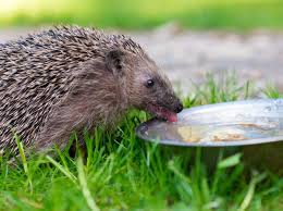 Igel Im Garten Was Tun Igel Im Garten Igel Vogel Im Garten
