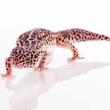 Check spelling or type a new query. Uzxonmm67u8a M