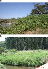 It integrates digital map data along with other resource information to produce current information on the status, extent, characteristics and functions of wetlands, riparian, and deepwater habitats. Guidelines For Improved Management Of Riparian Zones Invaded By Alien Plants In South Africa Sciencedirect