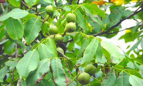 Image result for Juglandaceae