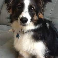 Border Collie My Favourite Breed This Tri Colour Looks Just Like My Childhood Collie Skipper So Beautiful Border Collie Border Collie Puppy Training Collie