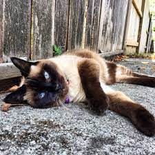 The Top 10 Cat Names Of 2018