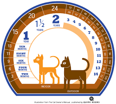 How Long Do Cats Live And How To Calculate Your Kitty S Age In Human Years