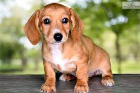 Look at pictures of dachshund puppies in utah who need a home. Dachshund Puppy For Sale Near St George Utah Ef36c9ac 2151