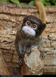 Baby Emperor Tamarin Watching By 500px Marketplace Baby Animals Animals Beautiful Cute Animals