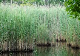Image result for Phragmites australis