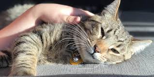 Spesies yang penting dan akan dibahas adalah toxocara canis (parasit di anjing) dan toxocara cati (parasit di kucing). 5 Penyebab Kucing Cacingan Dan Cara Aman Mengobatinya Pintarpet