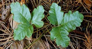 Recognizing poison ivy, oak and sumac. Poison Ivy Oak And Sumac Pictures Of Rashes Plants