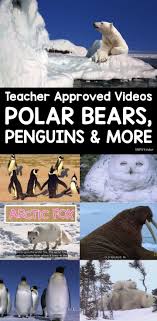 Arctic Animal Videos With Images Polar Animals Preschool Arctic Animals Polar Animals