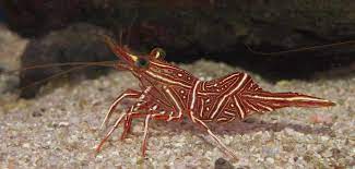This key size difference between shrimp and prawn is referenced in the use of shrimp as an adjective to describe something that is smaller as you can see, the difference between shrimps and prawns is not very clear or set in stone, which is why many often use the terms interchangeably. Camel Shrimp Detailed Guide Care Diet And Breeding Shrimp And Snail Breeder