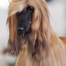 See more of afganos on facebook. Educar A Un Galgo Afgano