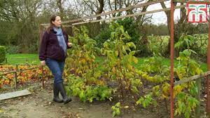 There are two varieties of this plant: How To Grow Raspberries Thompson Morgan