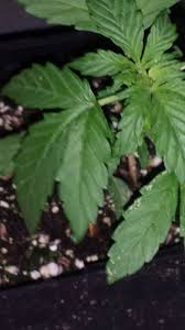 Infections appear as white powdery spots on leaves and stems. Newbie Plant Disease Idk White Spots On Some Leaves Plant Care I Love Growing Marijuana Forum By Robert Bergman