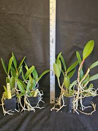 Image result for Cyphia richardsiae