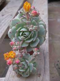 Succulent plants fresh and healthy please pm before you check out, shipping fee not same at all locations. Echeveria Derenbergii Painted Lady World Of Succulents Tropical Flower Plants Echeveria Succulent Gardening