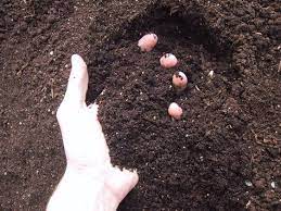 Pin On Plant Health