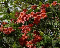 Flowering vines add color and texture to overlooked parts of your garden and provide privacy and screening. Crossvine Central Texas Gardener
