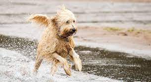 Whether you're looking for hair clippers, home hair cutting kits, body hair trimmers, epilators, or hair removal devices, you'll get a good deal on leading grooming brands including remington, philips and vs for men. Best Brush For A Labradoodle With Grooming Tips And Reviews