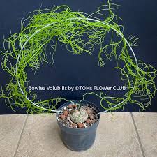 Image result for Bowiea volubilis