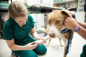 Veterinary assistant salary in texas how much does a veterinary assistant make in texas? Top 7 Online Vet Tech Schools