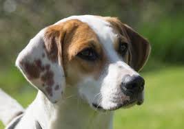 Image result for Harrier dog