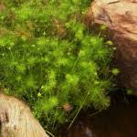 Image result for Ascolepis capensis