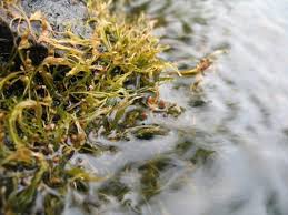 Image result for Podostemaceae