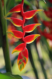 Image result for Heliconia rostrata