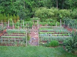 Lawn Nouveau Gooseberry Trees Lee Garden Gooseberry Tree Farm Gardens