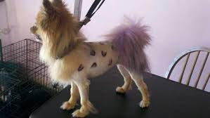 Pin By Rachel Dayton On Happy Clients Dog Grooming Pets Chihuahua Dogs