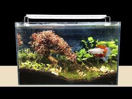 Amazing Homemade Aquarium Diy Bonsai In Fish Tank Home Decor Ideas Youtube In 2020 Planted Aquarium Betta Aquarium