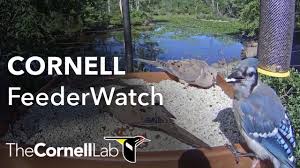 Cornell Lab Feederwatch Cam At Sapsucker Woods Wild Birds Unlimited Cute Birds Wild Birds