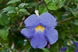 Image result for Thunbergia graminifolia
