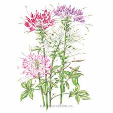 Image result for Cleome densifolia