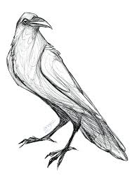 Ravenink printing alaska, anchorage, alaska. Wild Bird Art Print Print Of Hand Drawn Black Ink Drawing Raven Illustration