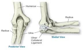 Bone structure of the femoral head. Anatomy Of The Elbow Southern California Orthopedic Institute