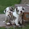 Morning star bullies is a responsible english bulldog breeder offering pet and show quality puppies to approved homes. 1