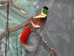 A fast growing shrub or small tree native to the west indies. Paradisaea Rubra Red Bird Of Paradise In Zoos